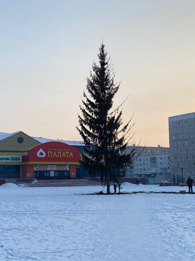 На Алтае поставили облезлую новогоднюю ель. Жители Заринска философски решили, что «какой год, такая и ёлка»