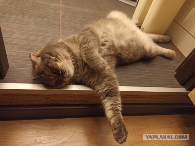 Мой Песдюк