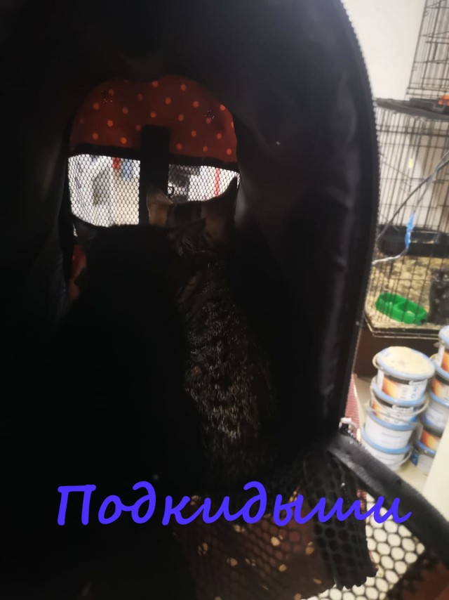 Жизнь домашнего приюта "Котоленд" 371