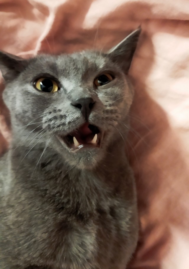 Начинаем котовторник.