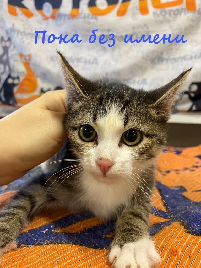Жизнь домашнего приюта "Котоленд" 373