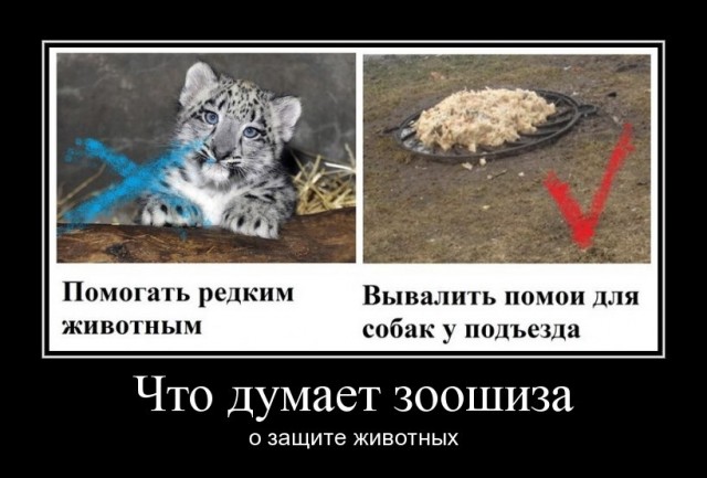 Бездомные собаки насмерть загрызли ребёнка в Оренбурге.