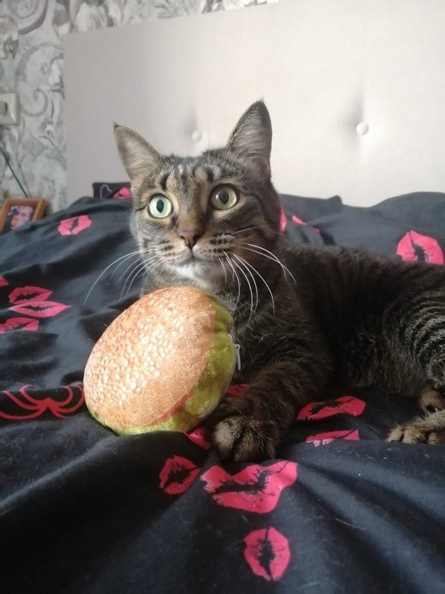 Котовторник
