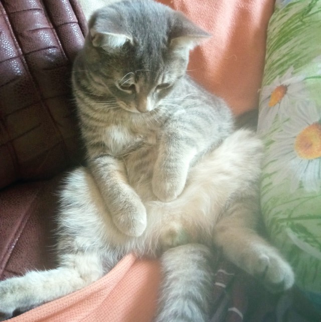 К котовторнику
