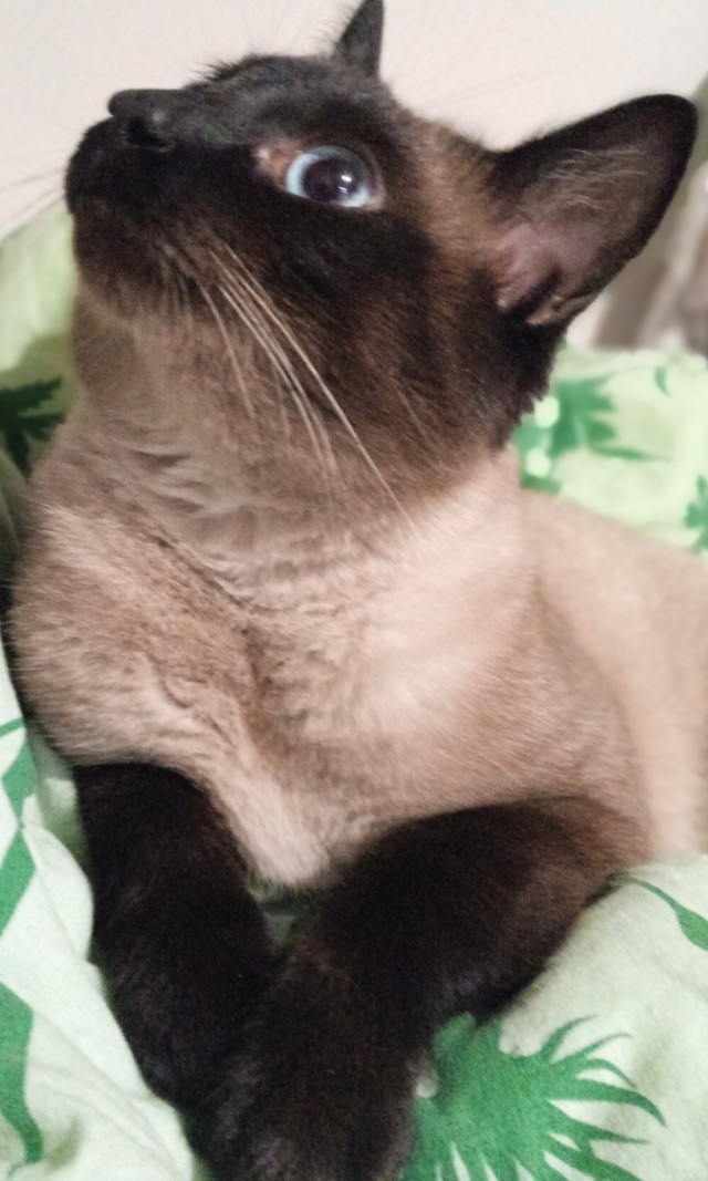 Такой бы пастью, да медка хлебнуть!