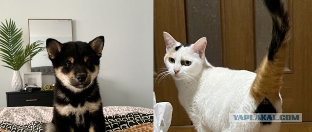 Устали от политики? Тогда посмотрите на котов и собак с очень необычным окрасом