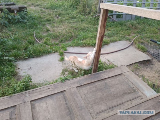 Жизнь домашнего приюта для котеек 463