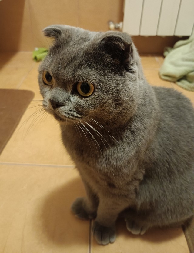 С котовторником ЯПовцы