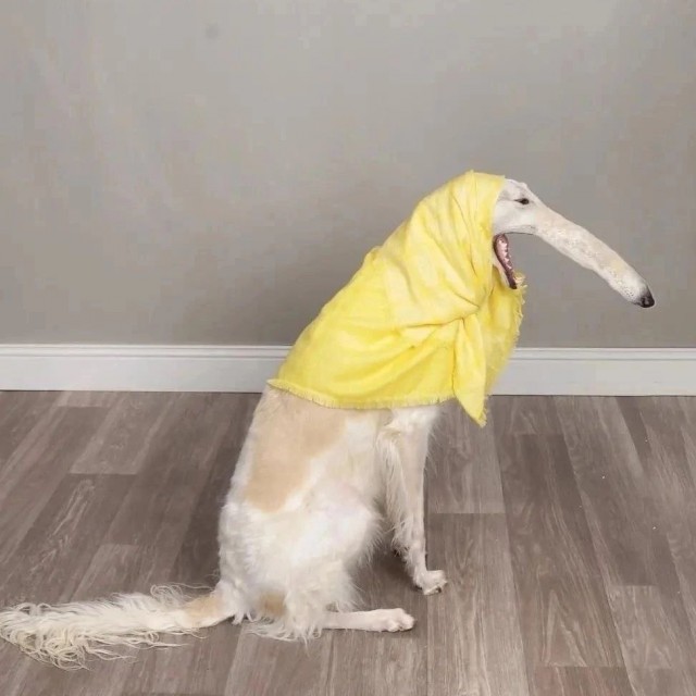 Любитель уточек