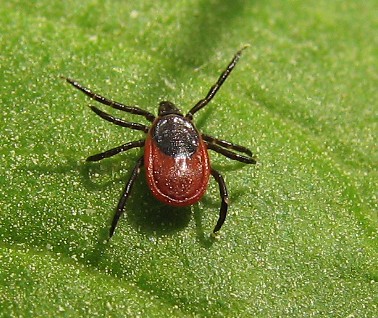 Клещевой энцефалит