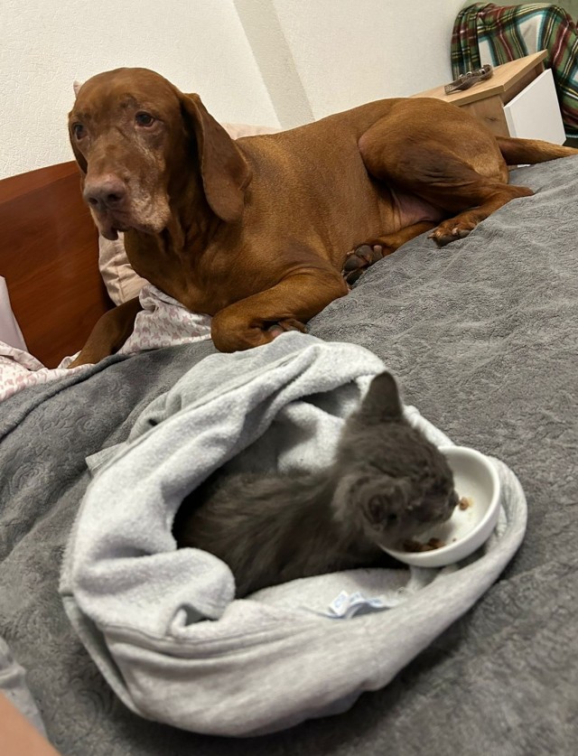 Котенок