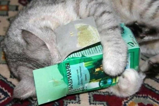 Аптеки и котики