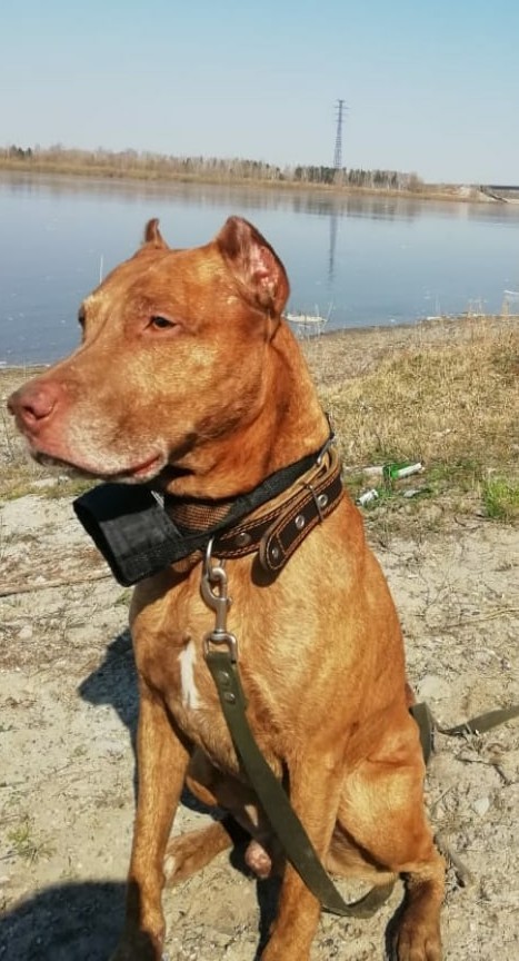 Мой первый пост,пусть будет собакочетверг