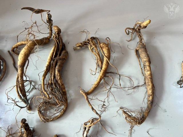 Китаец пытался в трусах вывезти сто корней женьшеня из Приморья