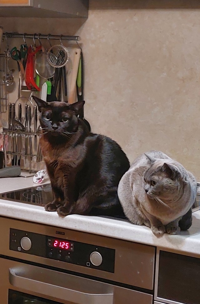 Спящий кот