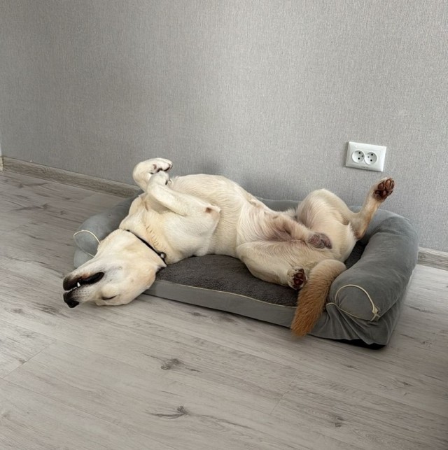 А как спят ваши питомцы?