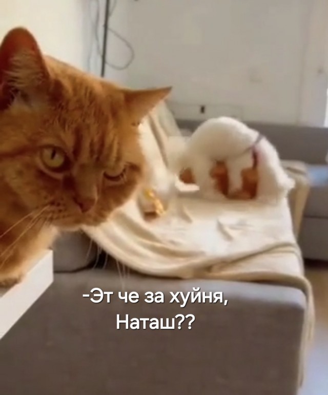 Ты принёс это домой и называешь моим новым другом?