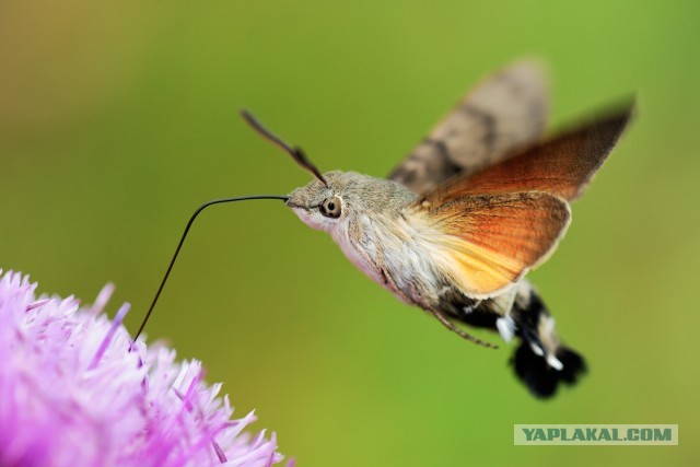 Бомбидарий.
