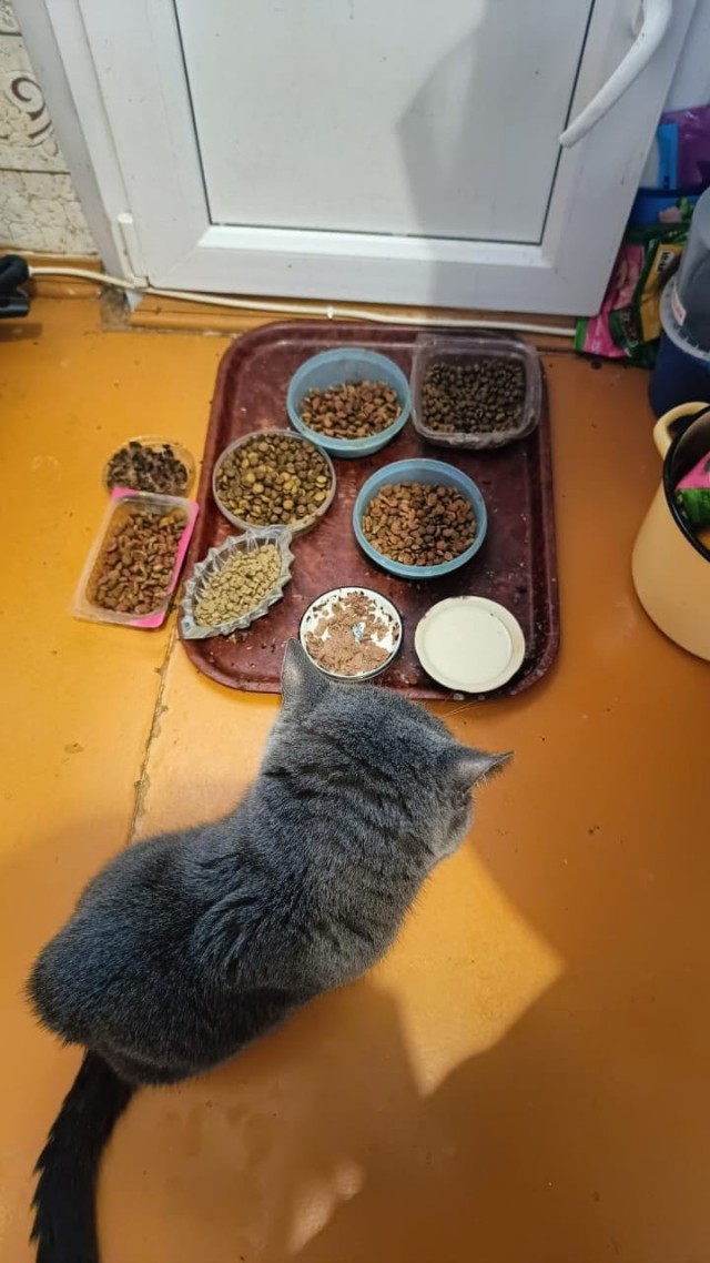 Всё включено. Кошачий вариант.