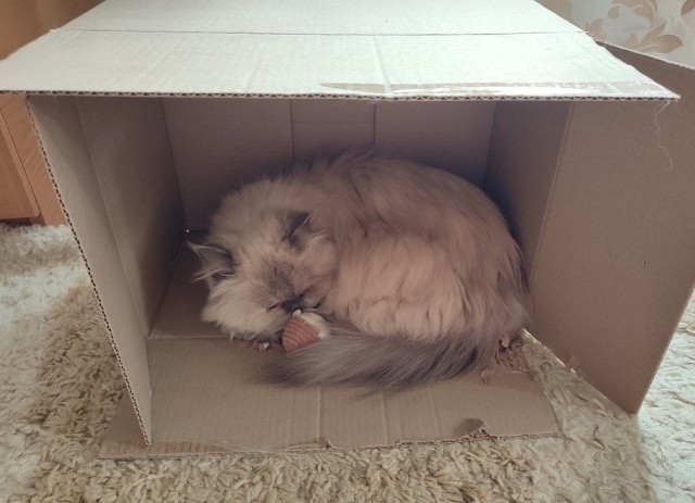 Спящих котеек тред
