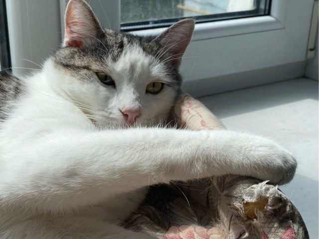 Котовторник