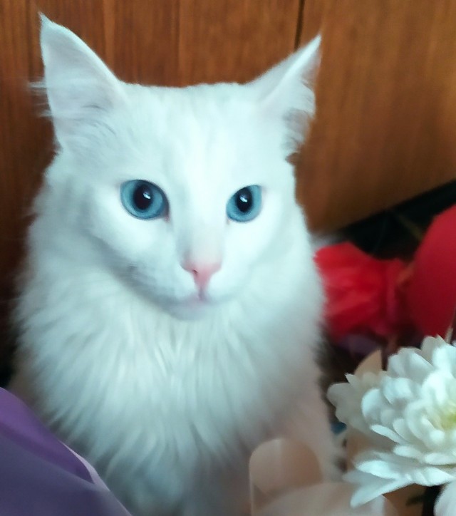 Красивых кошачьих глаз тред