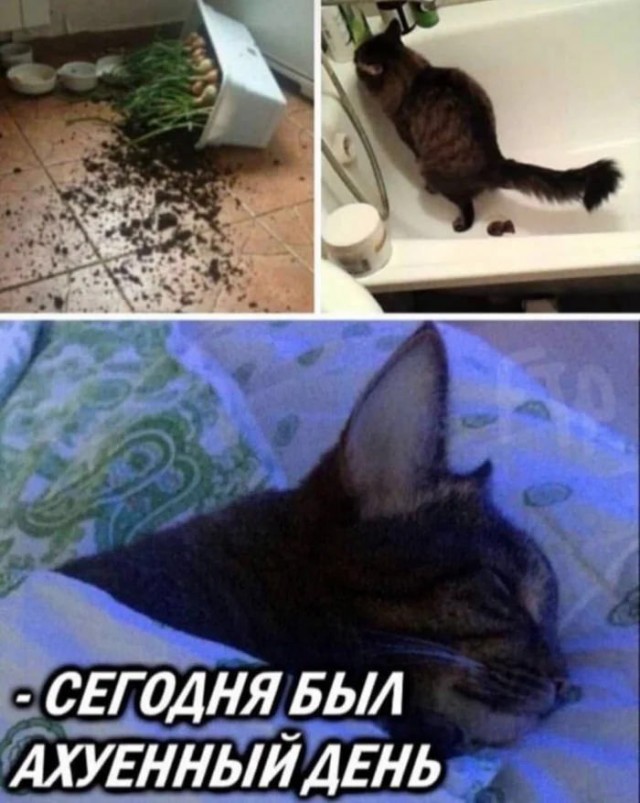 Картинки для деградации 97 (разной степени свежести)