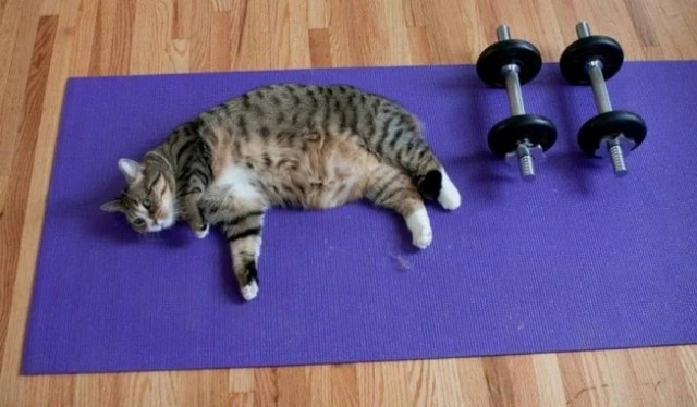 Чутка кошек
