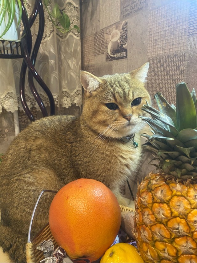 Вот и мой кот