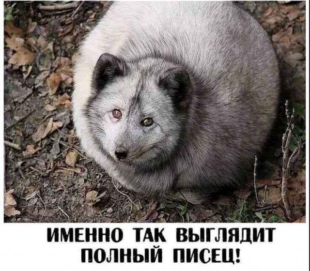Картиночки, баянчики 02 февраля