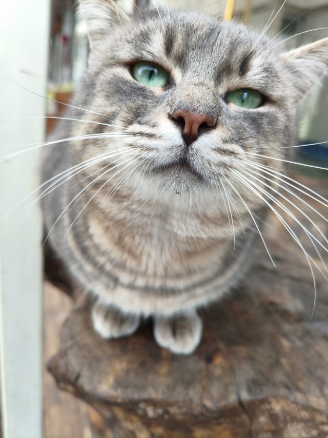 Уличные котики