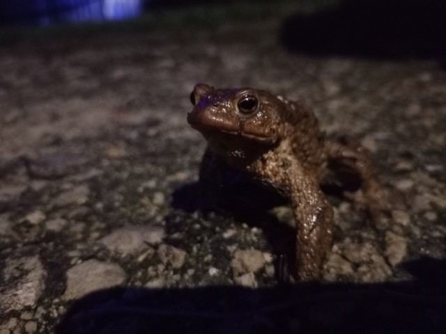 Лягухи проснулись!