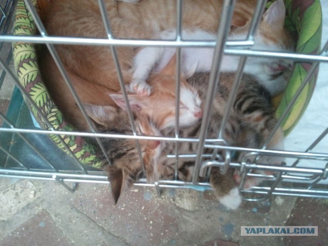 Как и зачем ловить кота