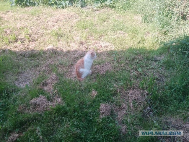 Жизнь домашнего приюта для котеек 579