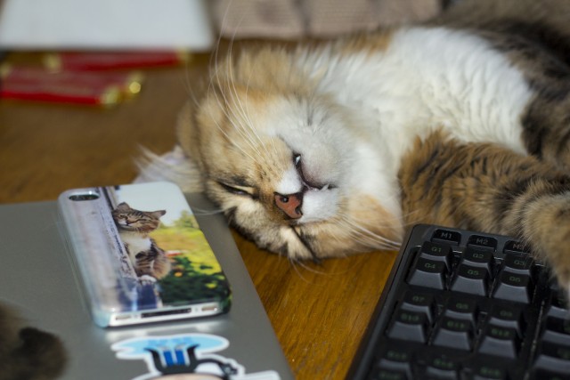 Котовторник   27.08.2013