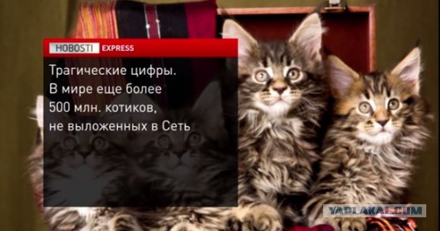 Котовторник 17.09.2013