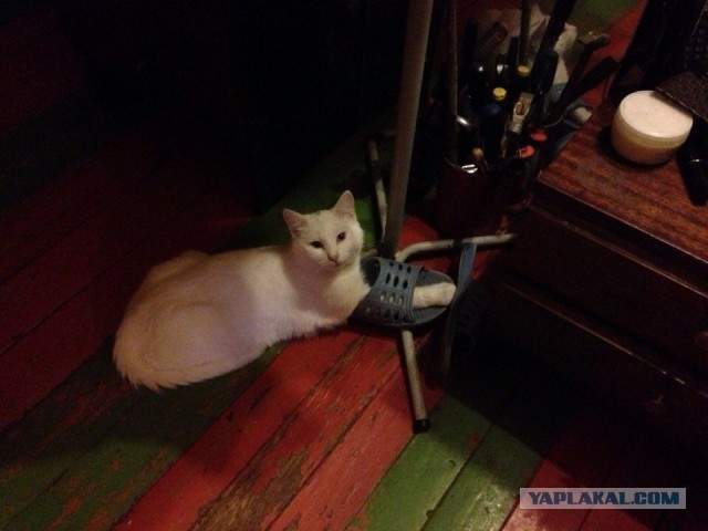 Котовторник 8.10.2013