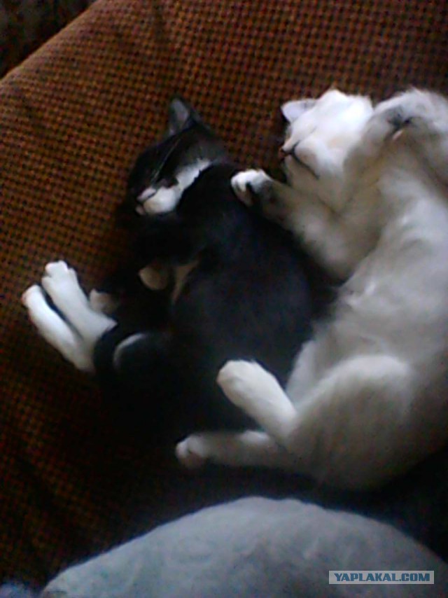 Котовторник 26.11.2013