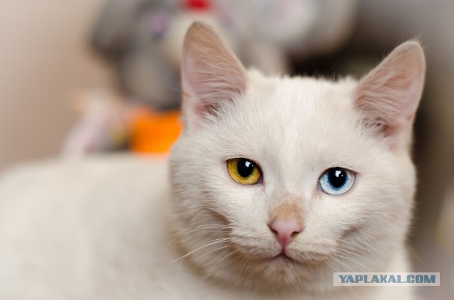 Котовторник   31.12.  2013