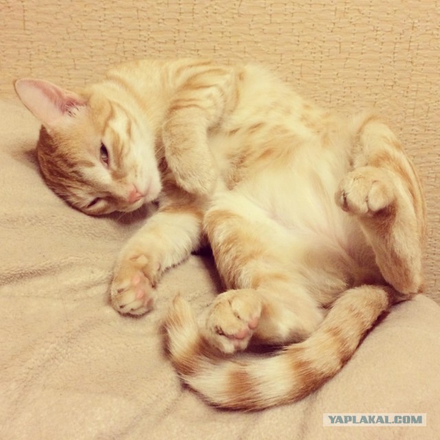 Котовторник 25.02.2014
