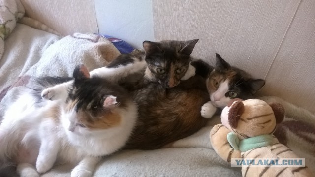 Котовторник  08.04.2014