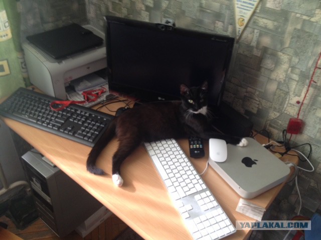 Мой отчет перед Яповчанами