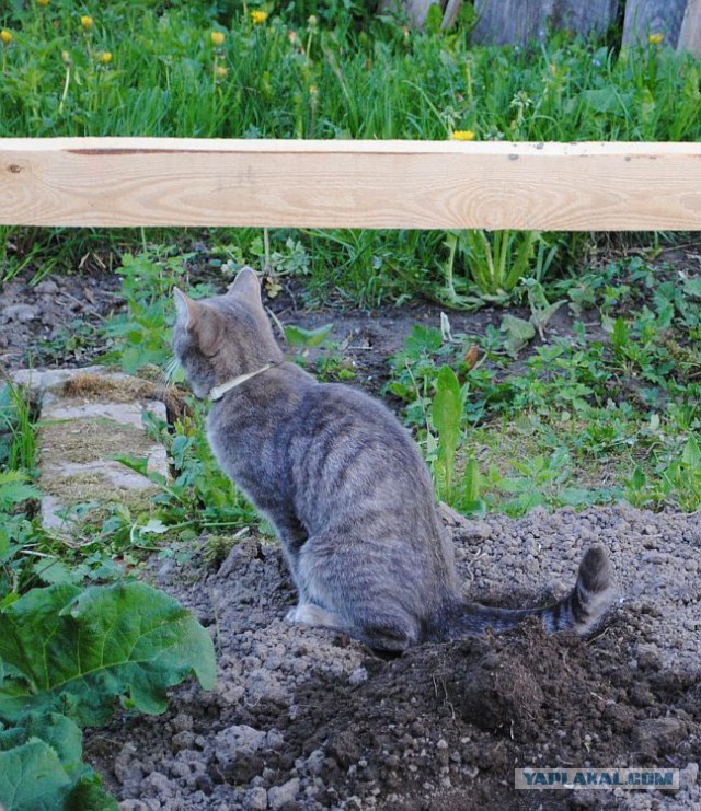 Котовторник 20.05.2014