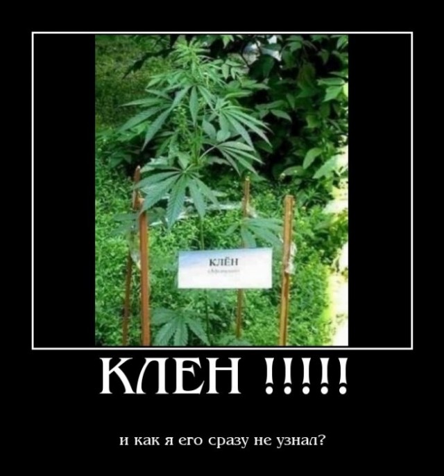 Последние веянья парижской моды