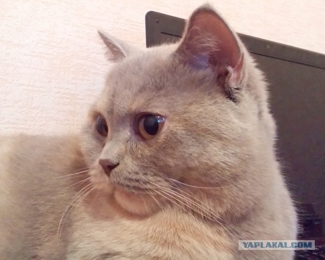 Котовторник 23.09.2014.