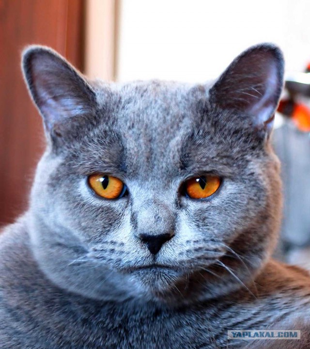 Котовторник