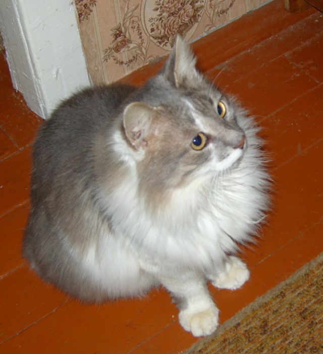 Котовторник 31.03.2015