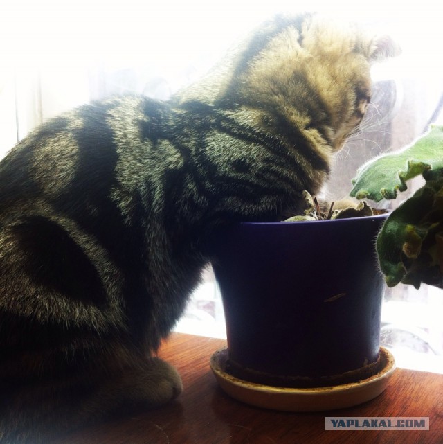 Котовторник 28.04.2015
