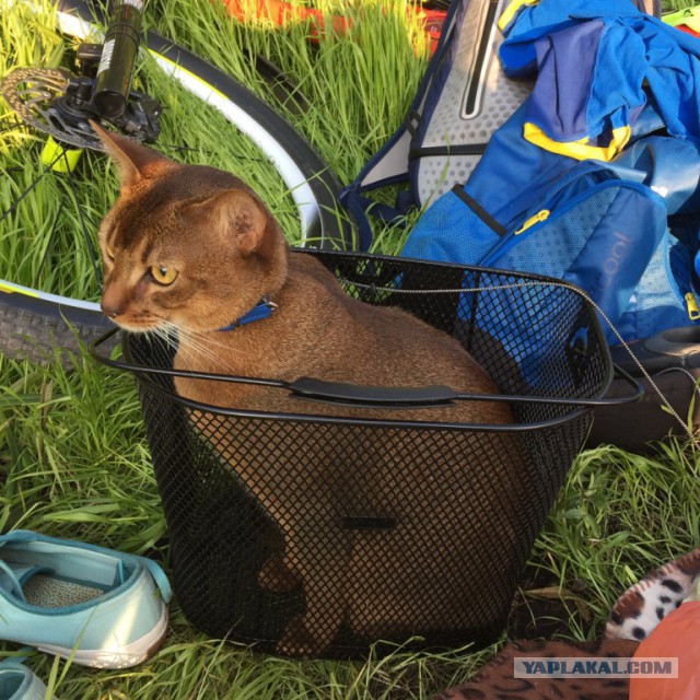 Котовторник 16.06.2015., Котовторник наступил!
