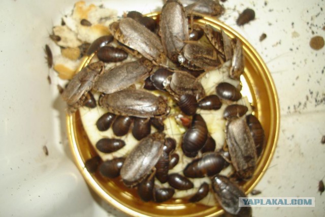 Вот такие таракашки живут в Выхинских подвалах